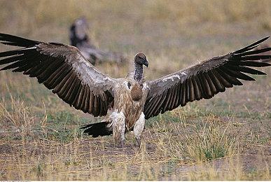 《影子武士3》即将登陆Xbox Game Pass