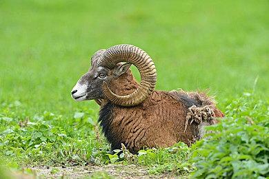 《卧龙：苍天陨落》啮铁兽演示视频 可爱的萌物